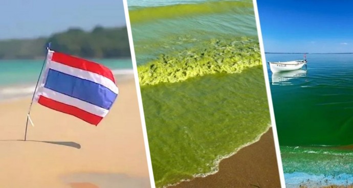 Жуткое зрелище превращения воды в желе: пляж знаменитого курорта Таиланда становится зелёным, вызывая у туристов панику