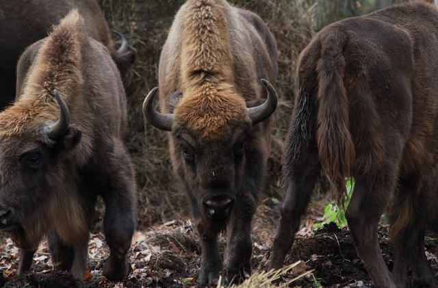 В Мордовский заповедник приехали еще 6 зубров