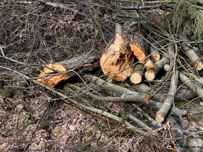 Кировские кладбища расчищают от «мертвых» деревьев Кировские кладбища расчищают от «мертвых» деревьев