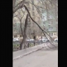 Огромная ветка угрожает астраханцам 