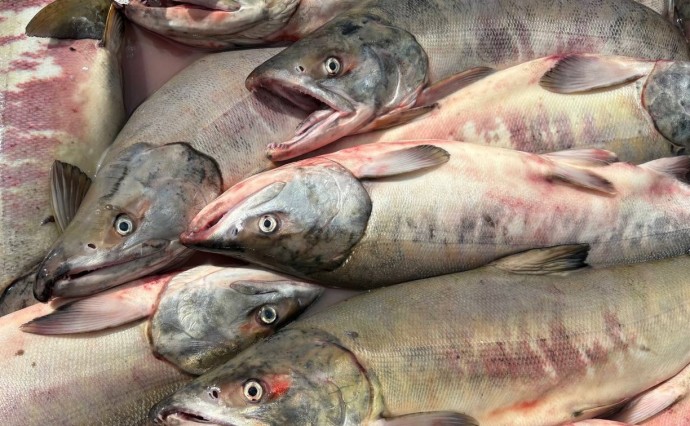 Где купить свежую и вкусную кету в Южно-Сахалинске по доступной цене — список адресов