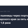Экспорт пшеницы через порты Краснодарского края за пять месяцев вырос в 1,6 раза
