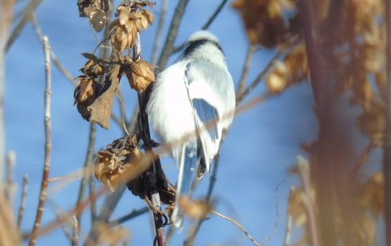 В Курской области сфотографировали редкую белую лазоревку-князька В Курской области сфотографировали редкую белую лазоревку-князька