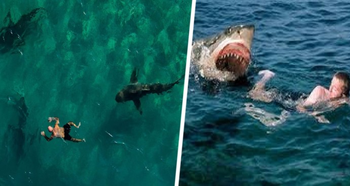 Ученые воссоздали смертельное нападение акул на туристов у берегов Израиля Ученые воссоздали смертельное нападение акул на туристов у берегов Израиля