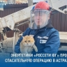 "Электрического" кота спасли в Астрахани 
