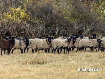 Бяшки кучерявые. Почему овец вейделевского фермера видно издалека