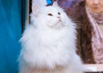 У Львов откажет функция, которая отвечает за умеренность, Стрельцов ожидает неожиданная, но приятная встреча