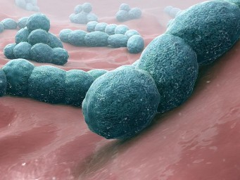 Гены окружения влияют на микробиом кишечника — Nature Communications