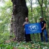 Дуб внесли в реестр старовозрастных деревьев России