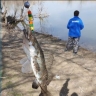 Какая рыба больше всего ловится на Волге и в Каспийском море 