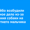 В Бодайбо возбудили уголовное дело из-за нападения собаки на семилетнего мальчика