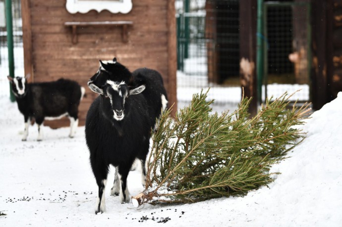 Ярославский зоопарк начнет принимать живые елки с 12 января