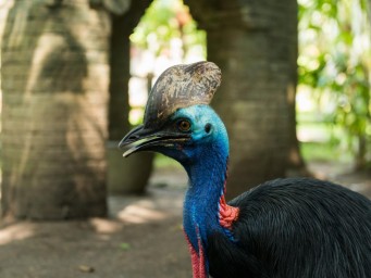 Красота маскирует ярость: эта птица убивает, защищая свою территорию — живой потомок динозавров