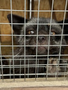 В Ярославской области проверили зоопарк после укуса норкой ребенка