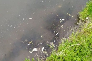 Жителей Алатырского округа просят не употреблять в пищу местную рыбу