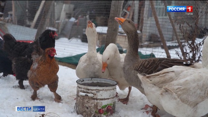 Роспотребнадзор взял на контроль первый в мире случай заражения человека птичьим гриппом H5N5 Роспотребнадзор взял на контроль первый в мире случай заражения человека птичьим гриппом H5N5