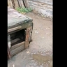 Тигры вернулись к людям. За добычей