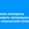 На Байкале намерены восстановить популяцию редкой ольхонской полевки
