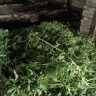 «Для себя» полный огород: приморская дачница разводила коноплю, как помидоры