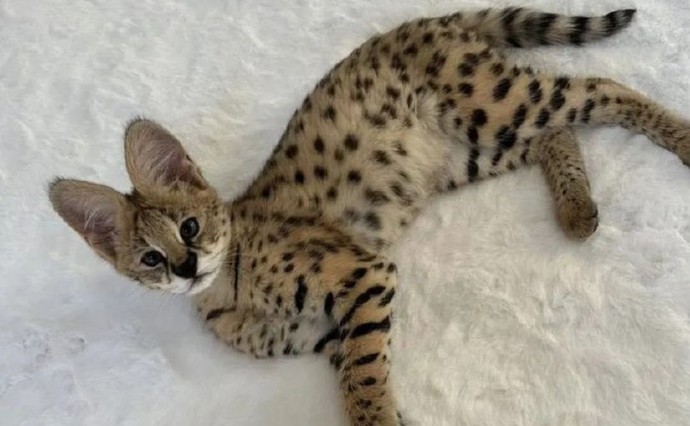 Амурчанам предлагают купить редких гибридных котят по цене до 500 тысяч рублей