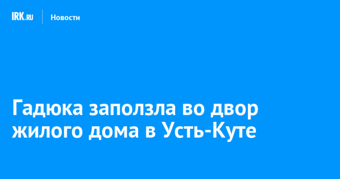 Гадюка заползла во двор жилого дома в Усть-Куте Гадюка заползла во двор жилого дома в Усть-Куте
