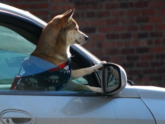 Запах паники: как собаки читают наши эмоции