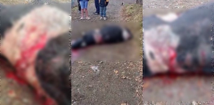 Хищник вышел к домам и задрал телёнка в Приморье Хищник вышел к домам и задрал телёнка в Приморье