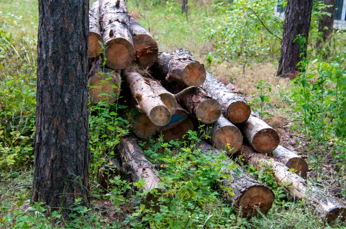В СФ призвали уточнить взимание платы при вреде животному миру от лесозаготовки