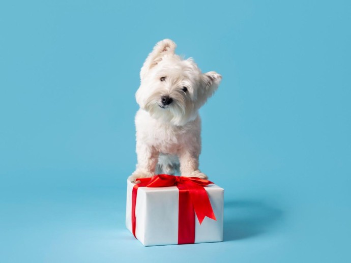 Ребенок с 10 лет способен ухаживать за щенком — зооинженер Калинина