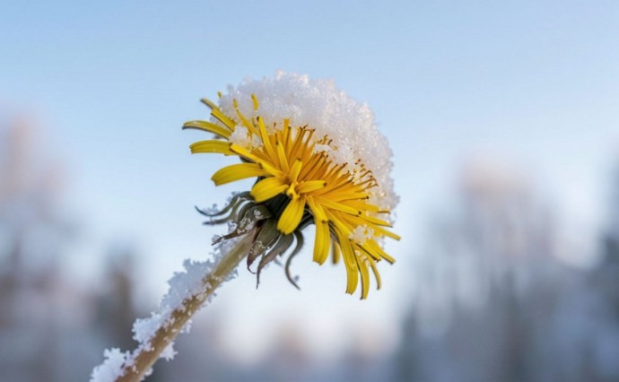 На Сахалине дожди и снегопады, а на Курилах до +14 °C: прогноз погоды для региона на 30 мая На Сахалине дожди и снегопады, а на Курилах до +14 °C: прогноз погоды для региона на 30 мая