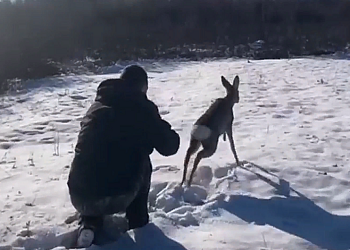 В Приамурье полицейские спасли косулю В Приамурье полицейские спасли косулю