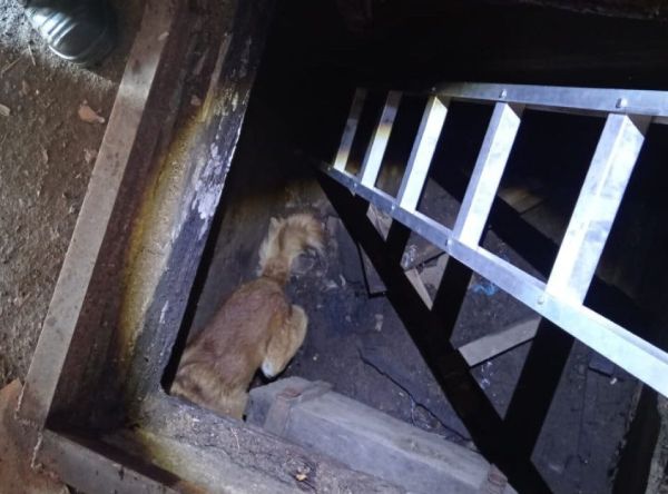 В Забайкалье спасли оказавшихся в ловушке собак