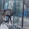 В российском зоопарке изюбрь насмерть проткнул рогами мужчину на глазах у детей