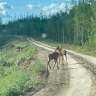 Лосиху с двумя детенышами сняли на видео в Якутии