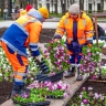 В столичные клумбы начали высаживать виолу