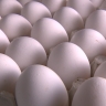 Австралийские ученые выявили пользу яиц для женщин в менопаузе