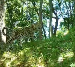 Возвращение легенды: леопард Leo 260M освоил земли, забытые хищниками на полвека