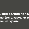 Стая рыжих волков попала в объектив фотоловушки в нацпарке на Урале