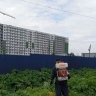В Заневском поселении от борщевика Сосновского обработают 19 гектаров территории
