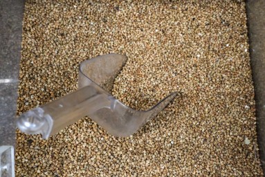 Россия выходит на десятилетний рекорд по экспорту гречихи