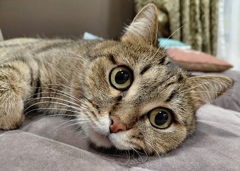 Ракам будет везти буквально во всем, Скорпионы столкнутся с беспочвенными нападками