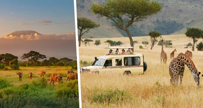 Число туристов, погибающих во время сафари, растёт: в этом винят искусственный интеллект и соцсети Число туристов, погибающих во время сафари, растёт: в этом винят искусственный интеллект и соцсети