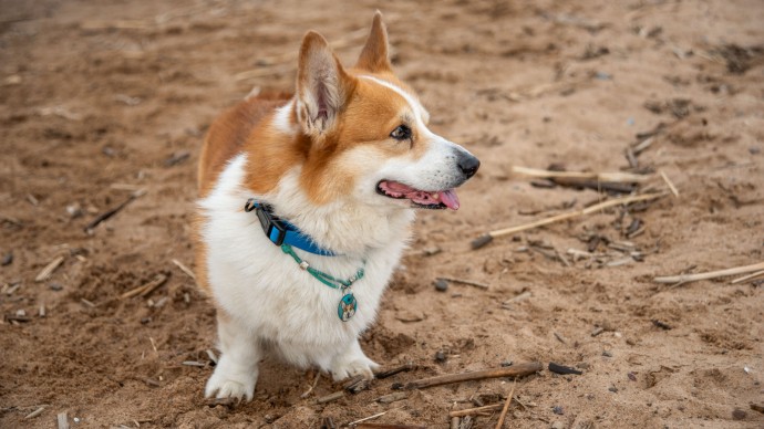 Петербуржцев оштрафовали на 54 тысячи рублей за нарушение новых правил выгула собак Петербуржцев оштрафовали на 54 тысячи рублей за нарушение новых правил выгула собак