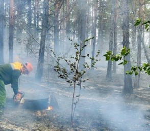 В Бурятии растёт число лесных пожаров