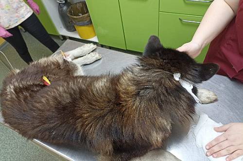 Уголовное дело возбудили в Благовещенске после расстрела собак из арбалета Уголовное дело возбудили в Благовещенске после расстрела собак из арбалета