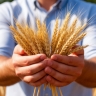 В Марий Эл Россельхознадзор аннулировал 109 деклараций на зерно из-за выявленных нарушений