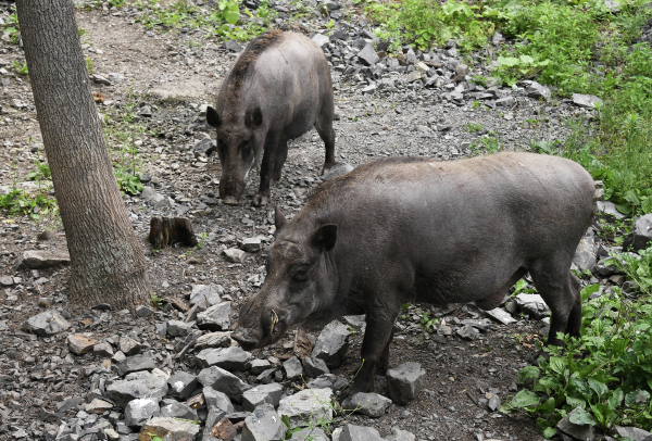 В департаменте природы сообщили о начале гона у кабанов в природных зонах Москвы