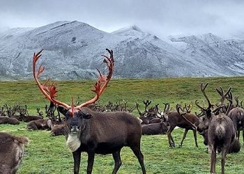Северный олень с окровавленными рогами впечатлил амурчан