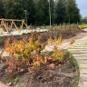 На набережной «Красный берег» в Старой Руссе высадят более 400 саженцев