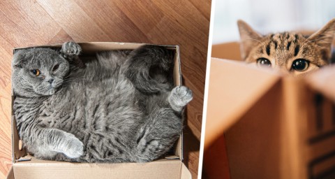 Почему кошки любят спать в странных местах типа коробок? Это может быть тревожным сигналом